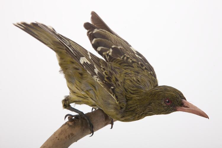 <em>Oriolus flavocinctus</em>, Yellow Oriole, mount.  Registration no. 60724.