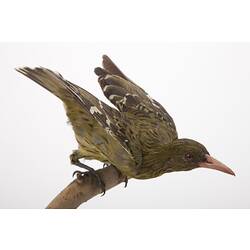 <em>Oriolus flavocinctus</em>, Yellow Oriole, mount.  Registration no. 60724.