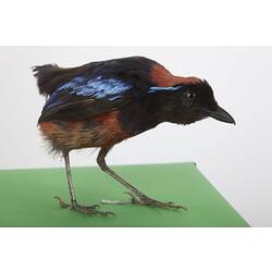 Black bird specimen with red and blue flashes.