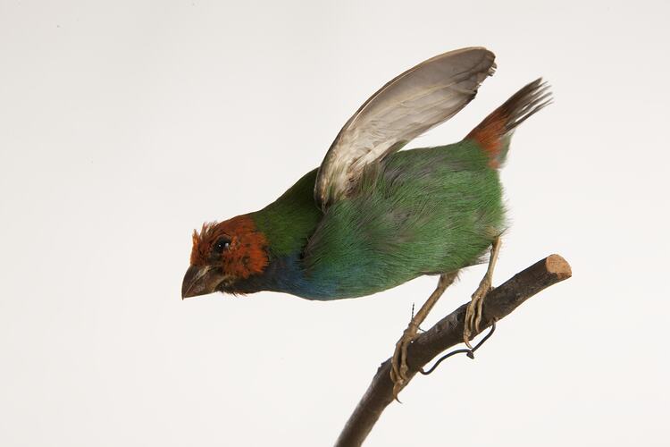 <em>Erythrura pealii</em>, Fiji Parrotfinch, mount.  Storck's Fiji Collection.  Registration no. 45740.