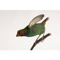 <em>Erythrura pealii</em>, Fiji Parrotfinch, mount.  Storck's Fiji Collection.  Registration no. 45740.