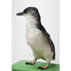 Front-side view of penguin specimen mounted on green board.
