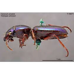 Beetle specimen, lateral view.