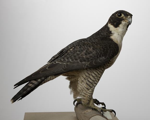 Side view of falcon specimen mounted on small log.