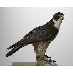 Side view of falcon specimen mounted on small log.
