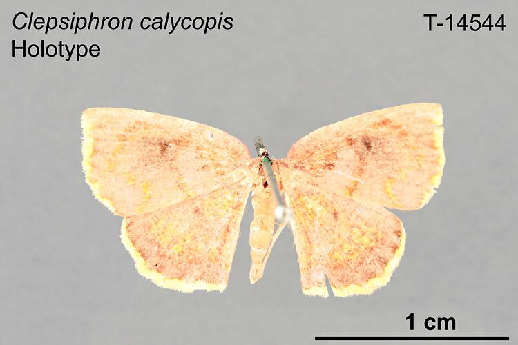 Moth specimen, dorsal view.