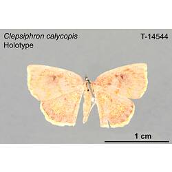 Moth specimen, dorsal view.