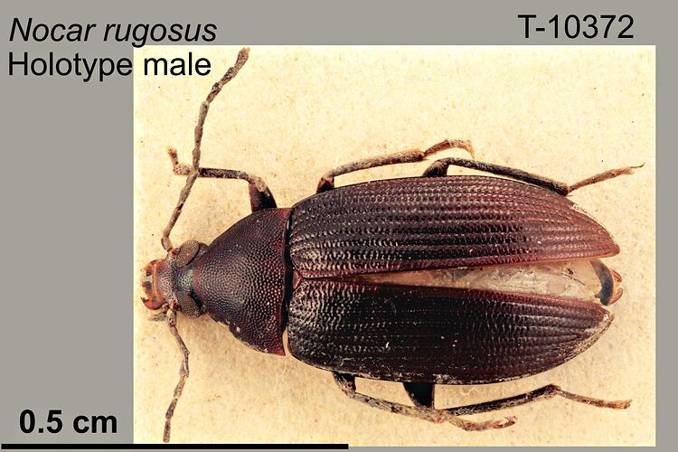 Beetle specimen, male, dorsal view.