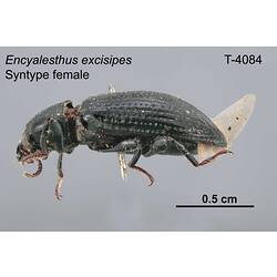 Beetle specimen, female, lateral view.