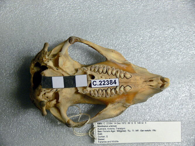 Wombat skull, ventral view.