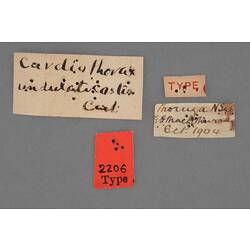Entomology type specimen labels.