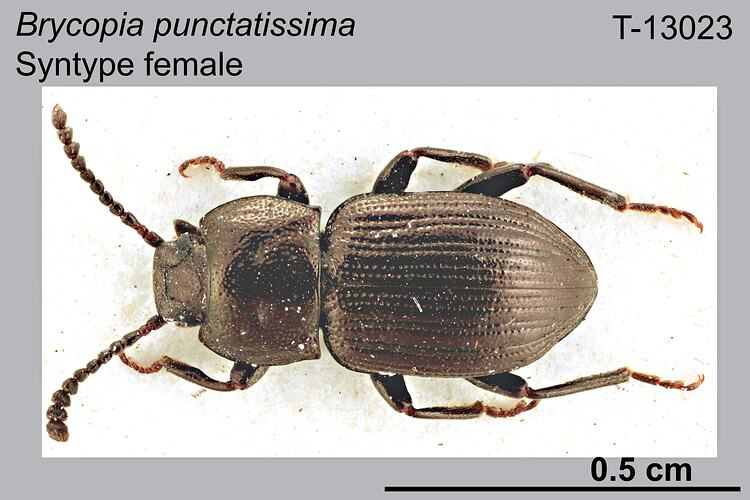 Beetle specimen, female, dorsal view.
