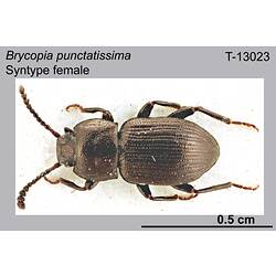 Beetle specimen, female, dorsal view.