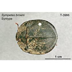 Beetle specimen, dorsal view.