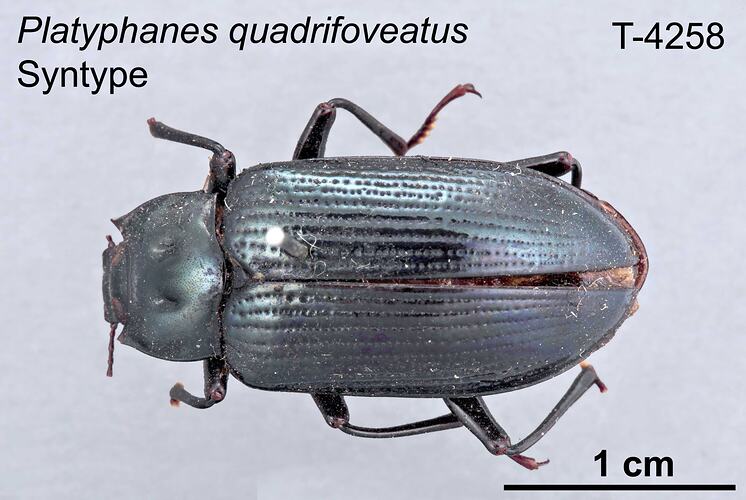 Beetle specimen, dorsal view.