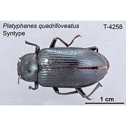 Beetle specimen, dorsal view.