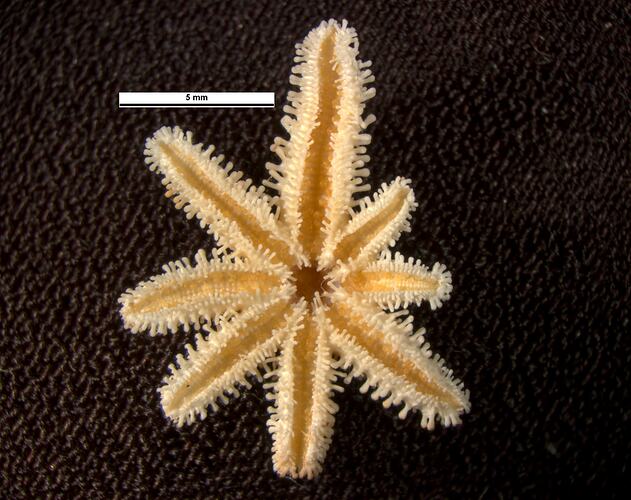 Ventral view of seastar specimen.