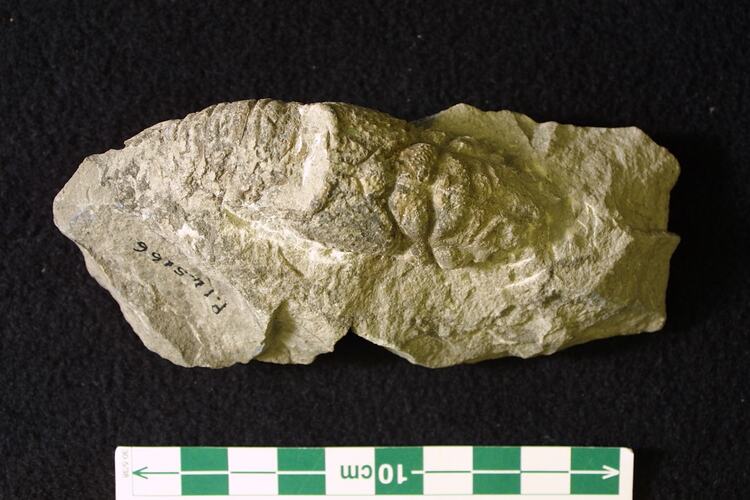 Fossil crustacean on rock.
