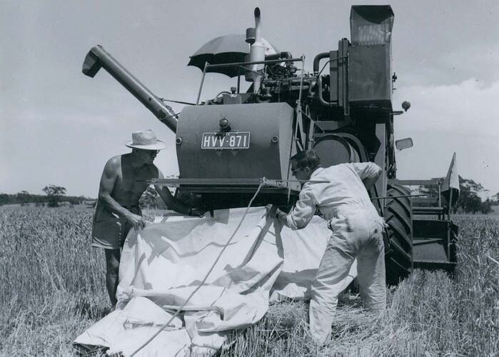 Two men fitting a canvas collector sheet around the rear of harvester.