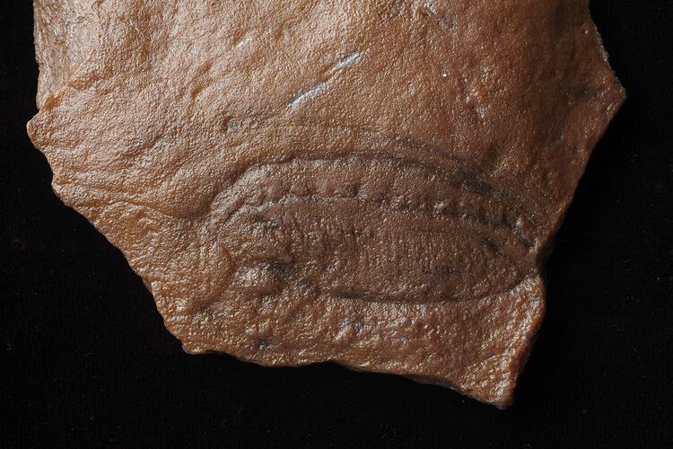 Ediacaran fossil on rock.