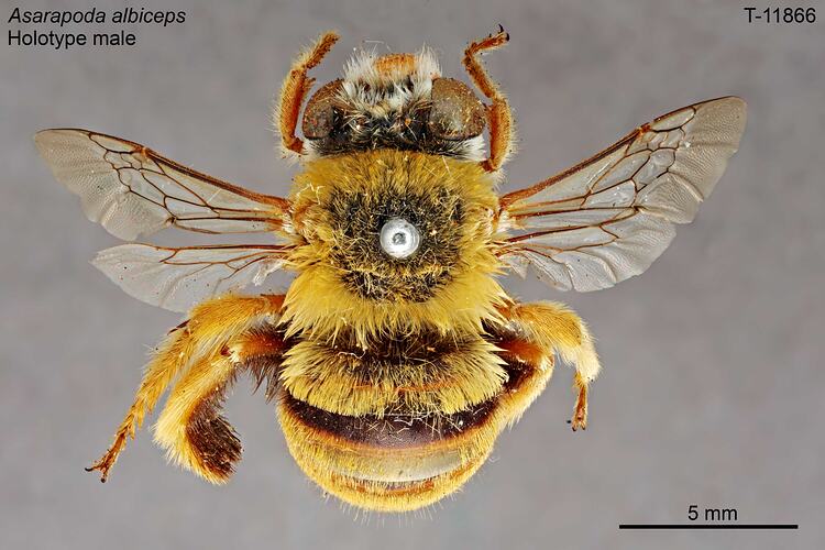 Bee specimen, male, dorsal view.