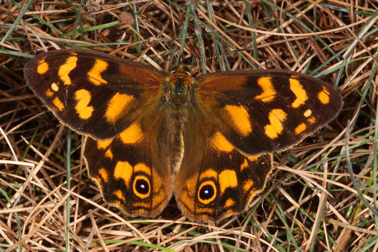 A Solander's Brown butterfly on grass.