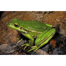 A Green and Golden Bell Frog on wet rocks.