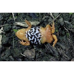 A Southern Toadlet, lying on its back, showing black and white patterns on the belly.