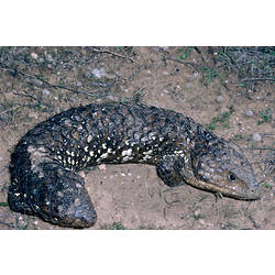 A Shingle-back Lizard lying in the dirt.