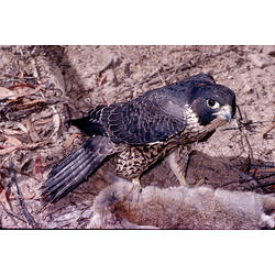 A Peregrine Falcon, standing in leaf litter, about to eat a dead rabbit.