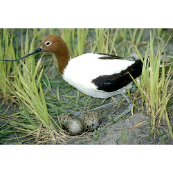 A Red-necked Avocet standing over a nest of eggs in the grass.