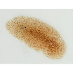 Family Stylochidae, flatworm. Flinders Pier, Victoria. [F 172778]