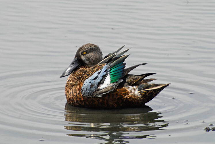A bird, the Australasian Shoveler, sitting on the surface of the water.