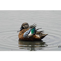 A bird, the Australasian Shoveler, sitting on the surface of the water.