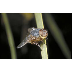 A Lesser Brown Blowfly on a blade of grass.