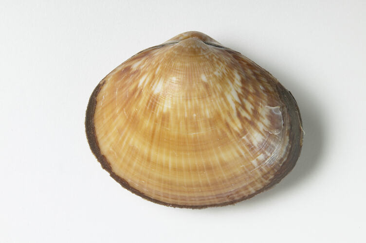 Dog Cockle; shell exterior
