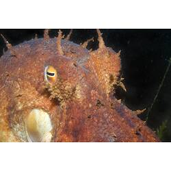 The head and eyes of a Pale Octopus