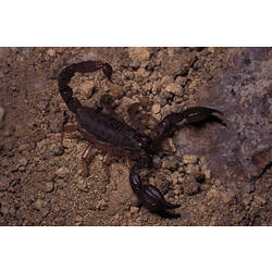 A Black Rock Scorpion on dirt with claws spread and tail raised above the body.