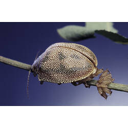<em>Paropsis atomaria</em> Olivier, Eucalyptus Leaf Beetle