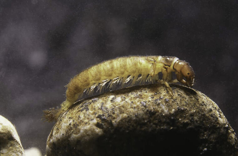 A Caddisfly larva on a stone.