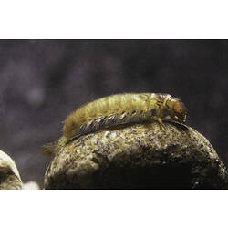 Hydropsychidae, Caddisfly larva