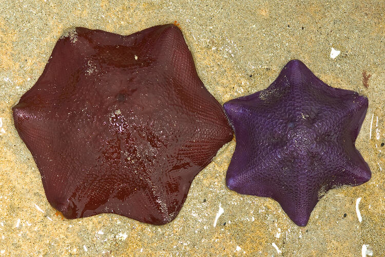 Two Seastars on sand (one dark red; one purple).