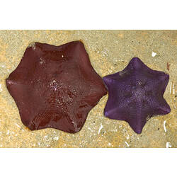 Two Seastars on sand (one dark red; one purple).