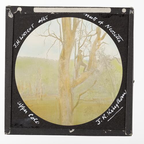 Lantern Slide - J.H. Wright After Nest of Neositta, Upper Colo, New South Wales, 1920-1940