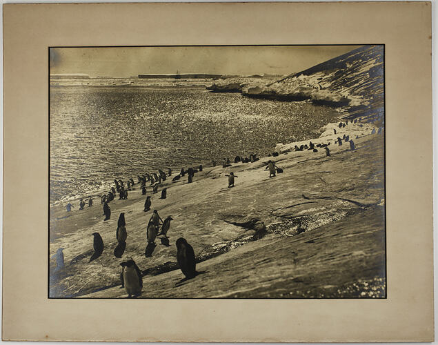 Photograph - Penguins at Proclamation Rock, Frank Hurley, Antarctica, 1929-1930 (