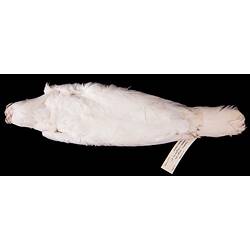 Dry bird skin specimen with labels.