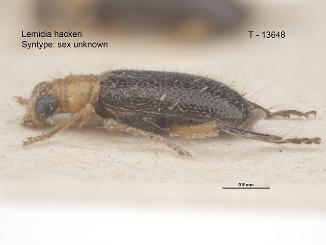 Beetle specimen, lateral view.