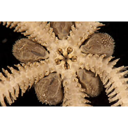 Detail of ventral view of dry brittle star specimen.