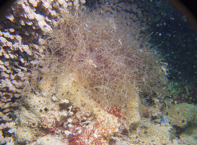 Hydroid colony on reef.