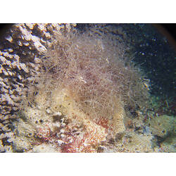 Hydroid colony on reef.
